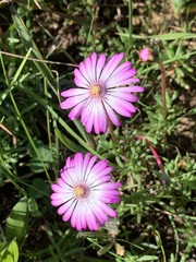 Ruschieae
