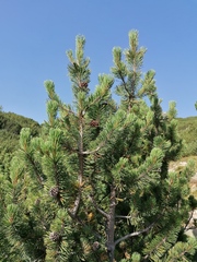 Pinus mugo