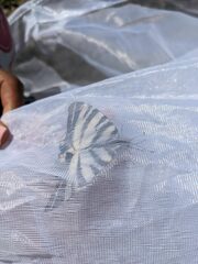 Iphiclides podalirius