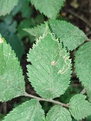 Stigmella