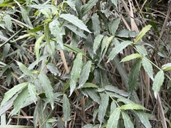 Aster taiwanensis