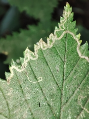 Stigmella