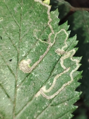 Stigmella