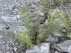 Pteris vittata