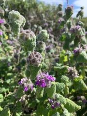 Pseudodictamnus africanus