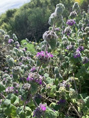 Pseudodictamnus africanus