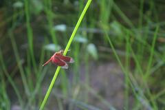 Neurothemis fluctuans