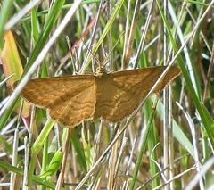 Idaea ochrata