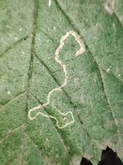Stigmella