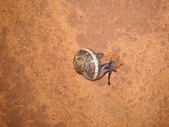 Ariophanta exilis