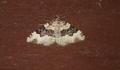Epirrhoe galiata