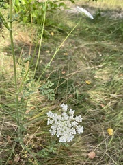Daucus carota