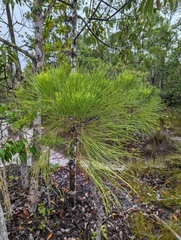 Casuarinaceae