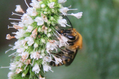 Colletes hederae