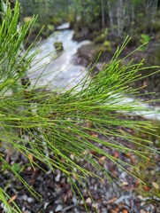 Casuarinaceae