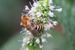 Colletes hederae