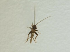 Stenonemobius gracilis