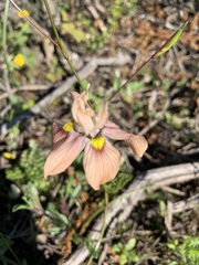 Moraea