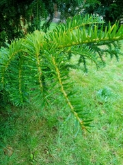 Taxus baccata