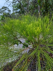 Casuarinaceae
