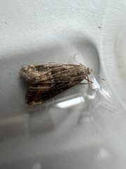 Parapoynx stratiotata