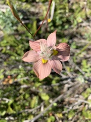 Moraea