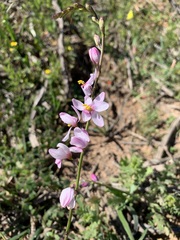 Ixia scillaris