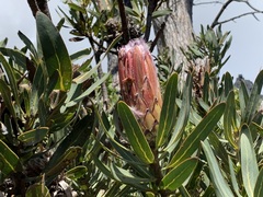 Protea laurifolia
