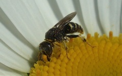 Oxybelus mandibularis