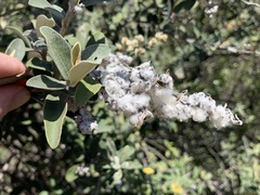 Tarchonanthus littoralis