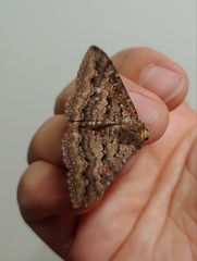 Eudesmeola lawsoni