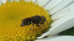 Oxybelus mandibularis