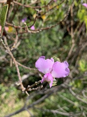 Podalyria calyptrata