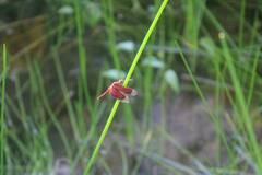 Neurothemis fluctuans