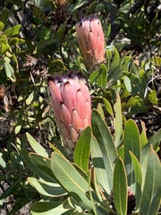 Protea laurifolia