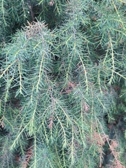 Juniperus rigida