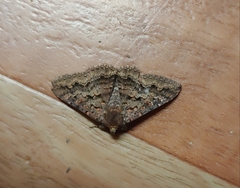 Eudesmeola lawsoni