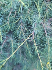 Juniperus rigida