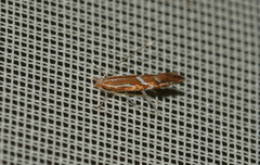 Phyllonorycter leucographella