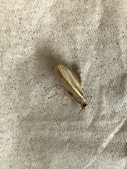 Agriphila tristella