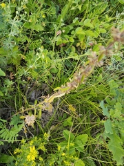 Dracocephalum thymiflorum