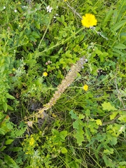 Dracocephalum thymiflorum