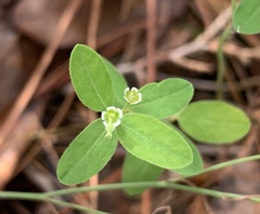 Euphorbia macropus