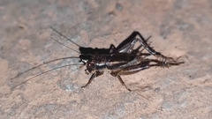 Loxoblemmus