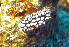 Phyllidia multifaria