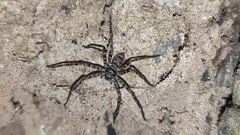 Heteropoda