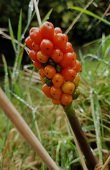 Arum italicum