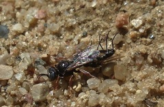 Oxybelus uniglumis