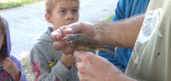 Luscinia luscinia