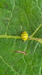 Psyllobora vigintiduopunctata